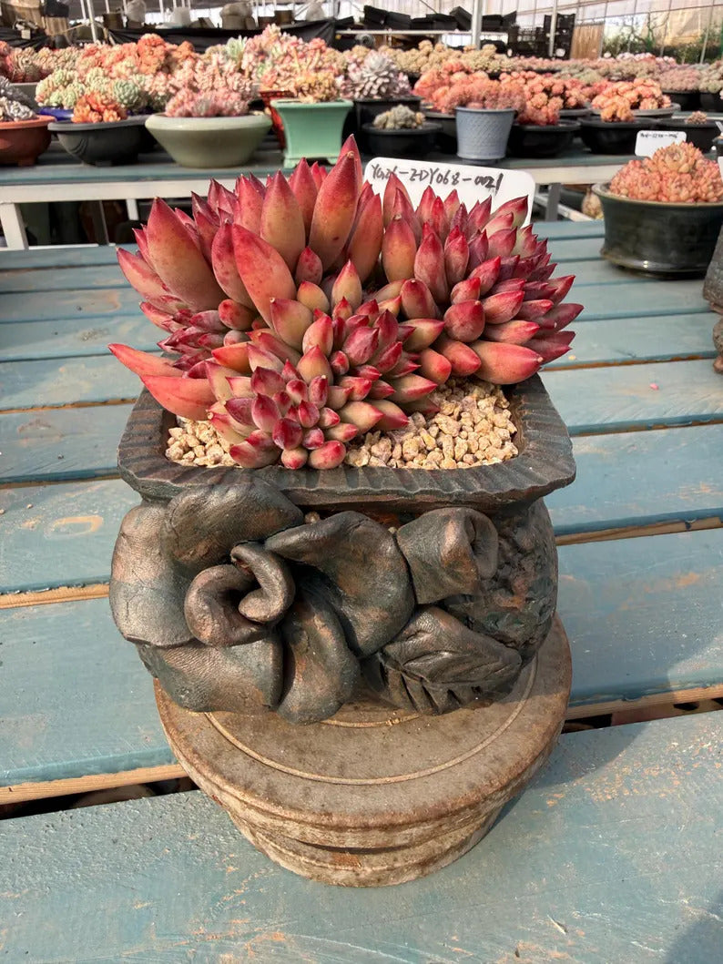 Rare Well-established Succulent --❉ Echeveria 'Pink Cherry' Gen 2 ❉–- Carefully for 42+ Months WYSIWYG Plant No. EDY068-0021
