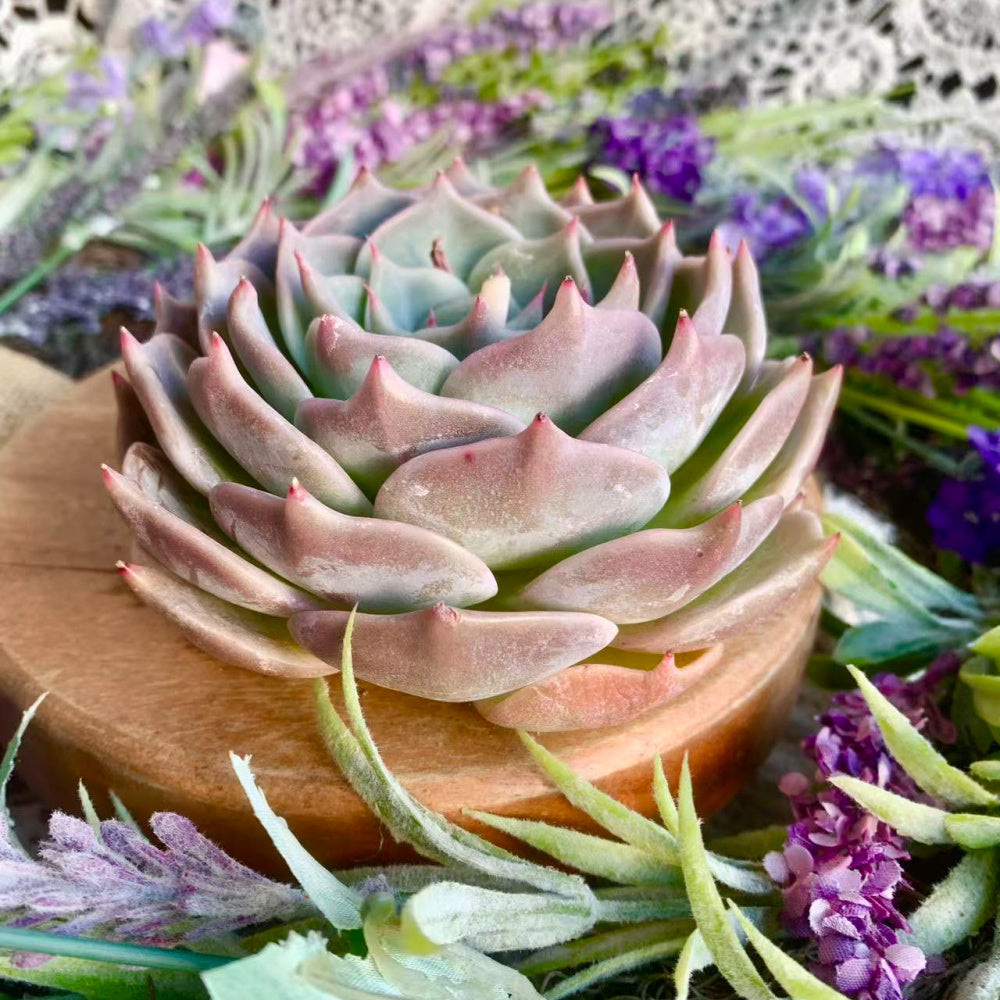 Echeveria 'Cupid' - Single Diameter Approx. 4"