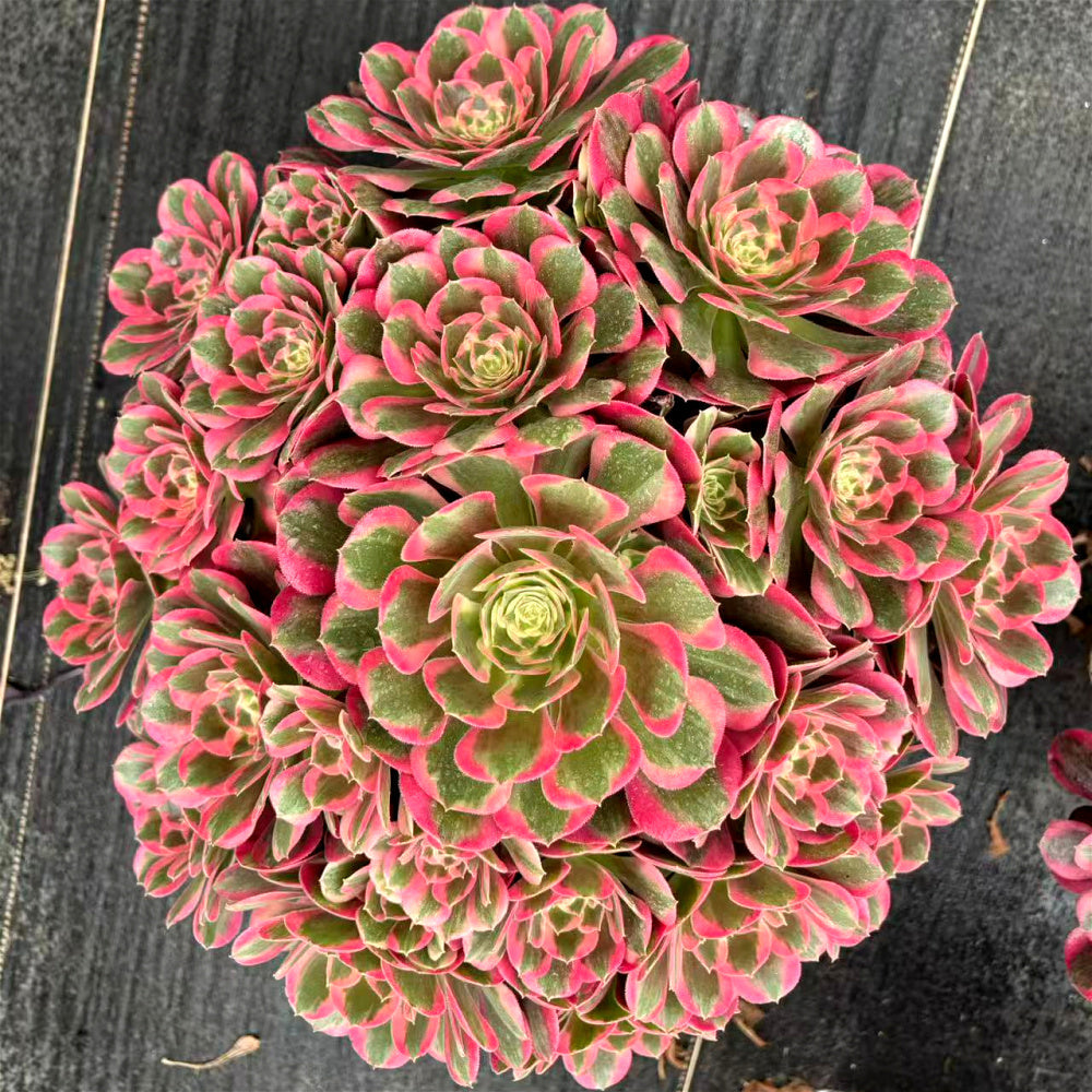 Aeonium 'Pink Lady' - Extra-Large Approx. 12" - Known For Its Watercolor-like Rosettes