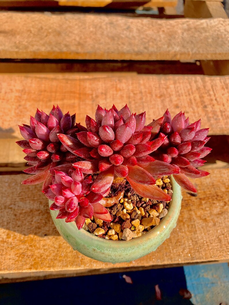 2512-016 Echeveria 'Cherry' - What You See is What You Get Living Plant- Boutique Rare Succulents