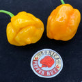Orange Apocalypse - Seeds