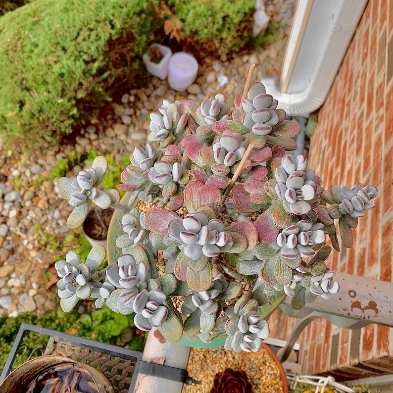Boutique Big Rare Succulents/Cotyledon Orbiculata cv. Variegated/What You See is What You Get/Bare Root Without Soil Pot/Plants Gifts