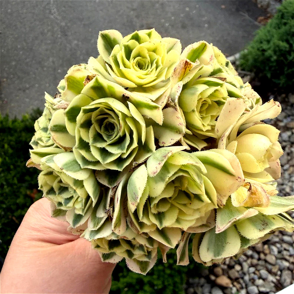 Luxury Rare Small-Bouquet-Style Succulent - Aeonium 'Maybach' Variegata Cluster - Perfect As Wedding Favors or Indoor Decor