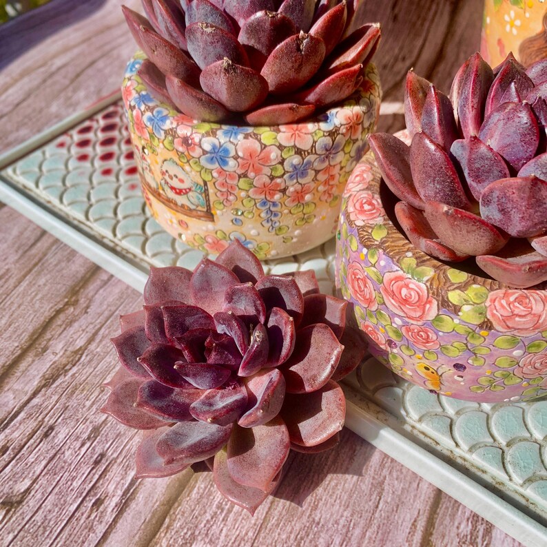 Rare and Striking Succulent - Echeveria 'Black Mamba' - “The Mamba Mentality” is like Los Angeles at 4 a.m.