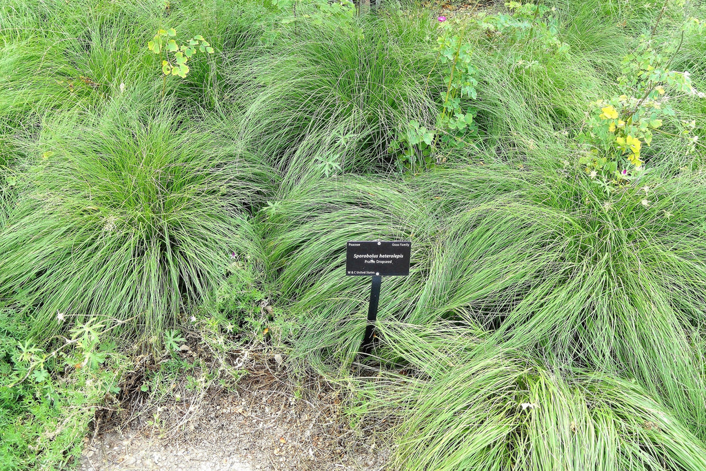 200 PRAIRIE DROPSEED Ornamental Native Grass Sporobolus Heterolepis Seeds