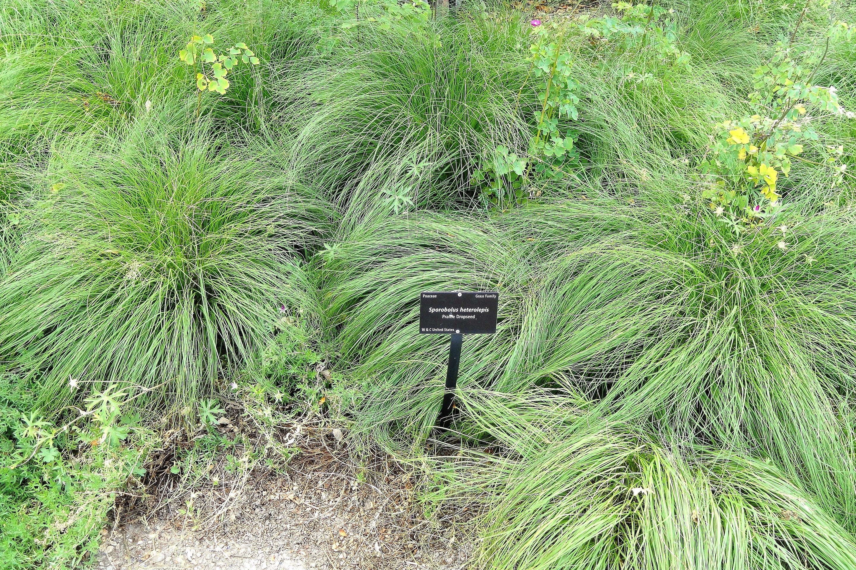200 PRAIRIE DROPSEED Ornamental Native Grass Sporobolus Heterolepis Seeds