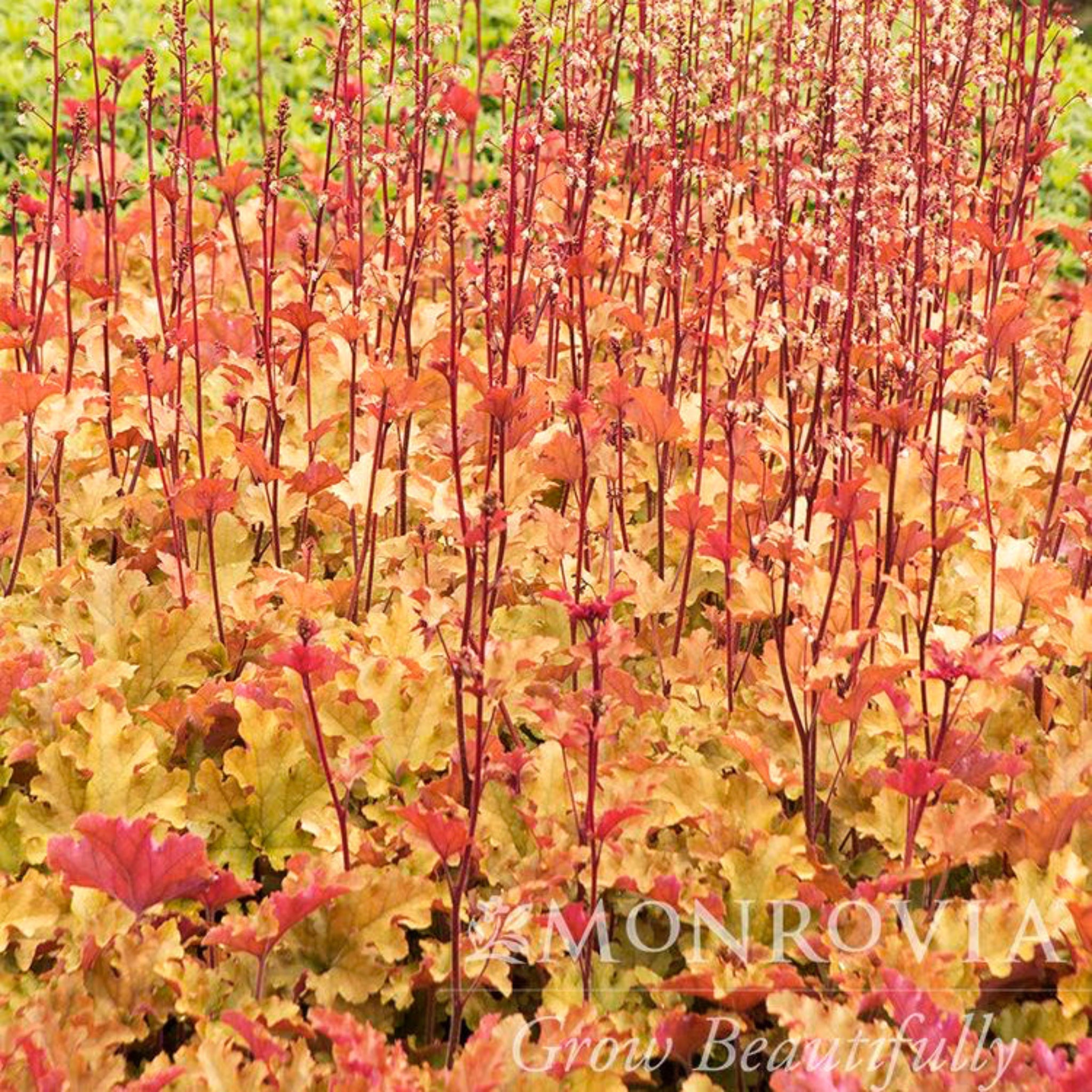 Marmalade Heuchera