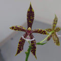Phalaenopsis pantherina 'Chiba' SM/TOGA X self