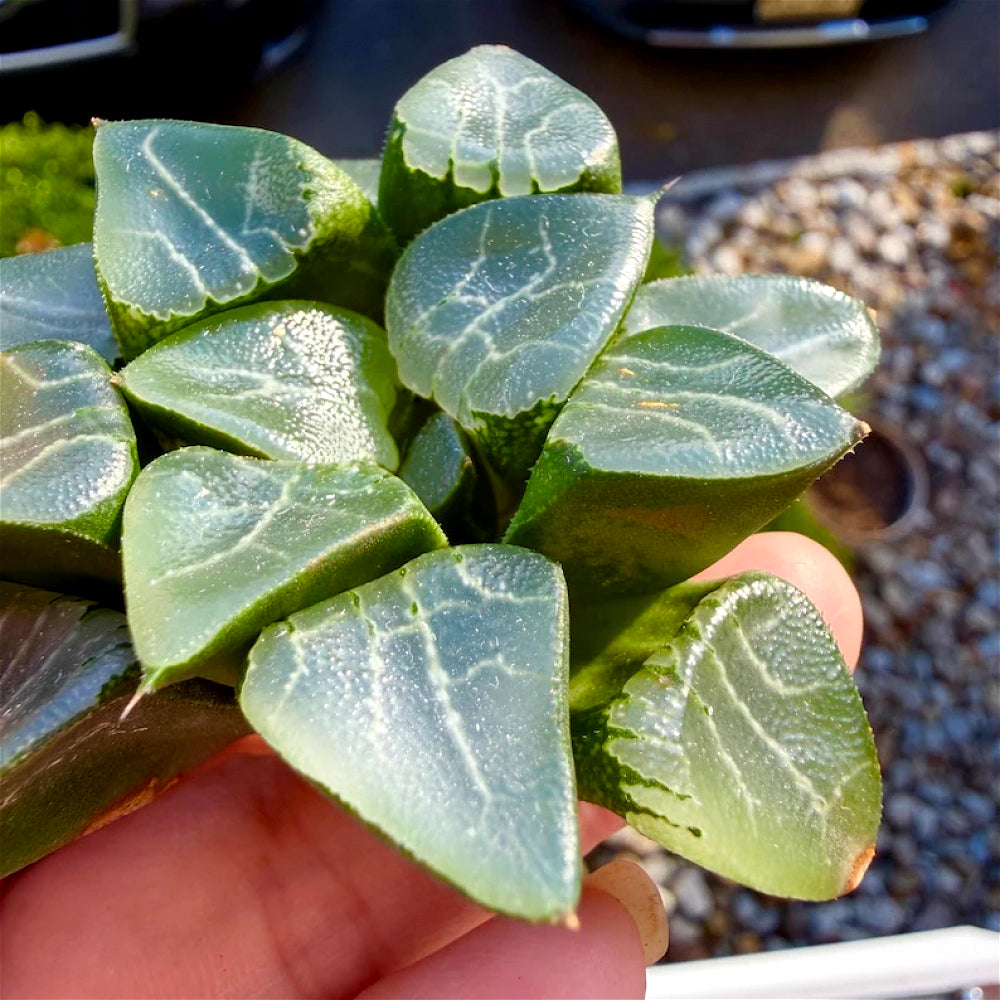 Rare Succulent - Haworthia Emelyae - Easy Maintenance Live Plant for Gifts