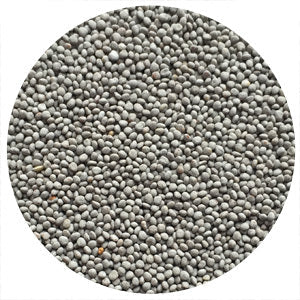 Dutch White Clover C & I