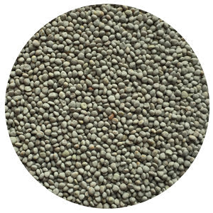 Ladino White Clover C& I