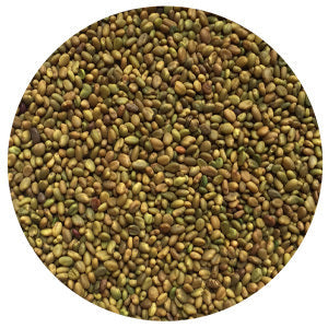 Yellow Blossom Sweet Clover Raw