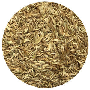 Potomac Orchardgrass