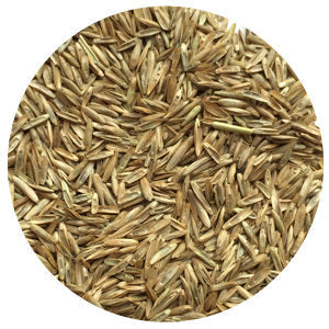 Tetragain Perennial Ryegrass