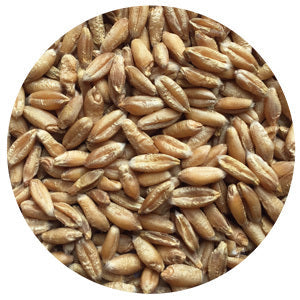 Triticale, VNS