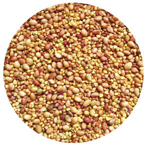 Berseem Clover Raw