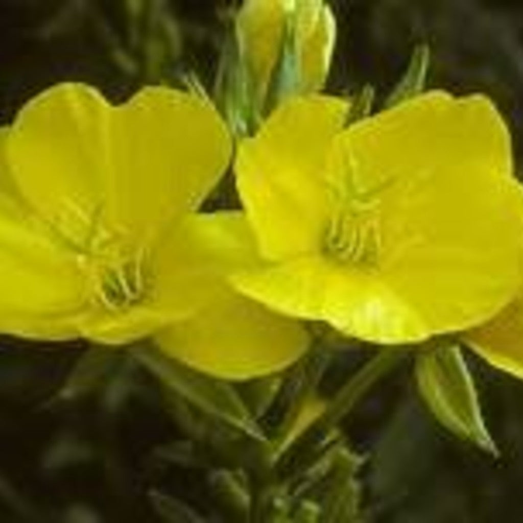 Common Evening Primrose Live Plant – Oenothera biennis – Native Pollinator Biennial, Zones 3–11