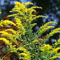 Goldenrod Seeds – Solidago altissima – Native Pollinator Perennial, Stratification Required