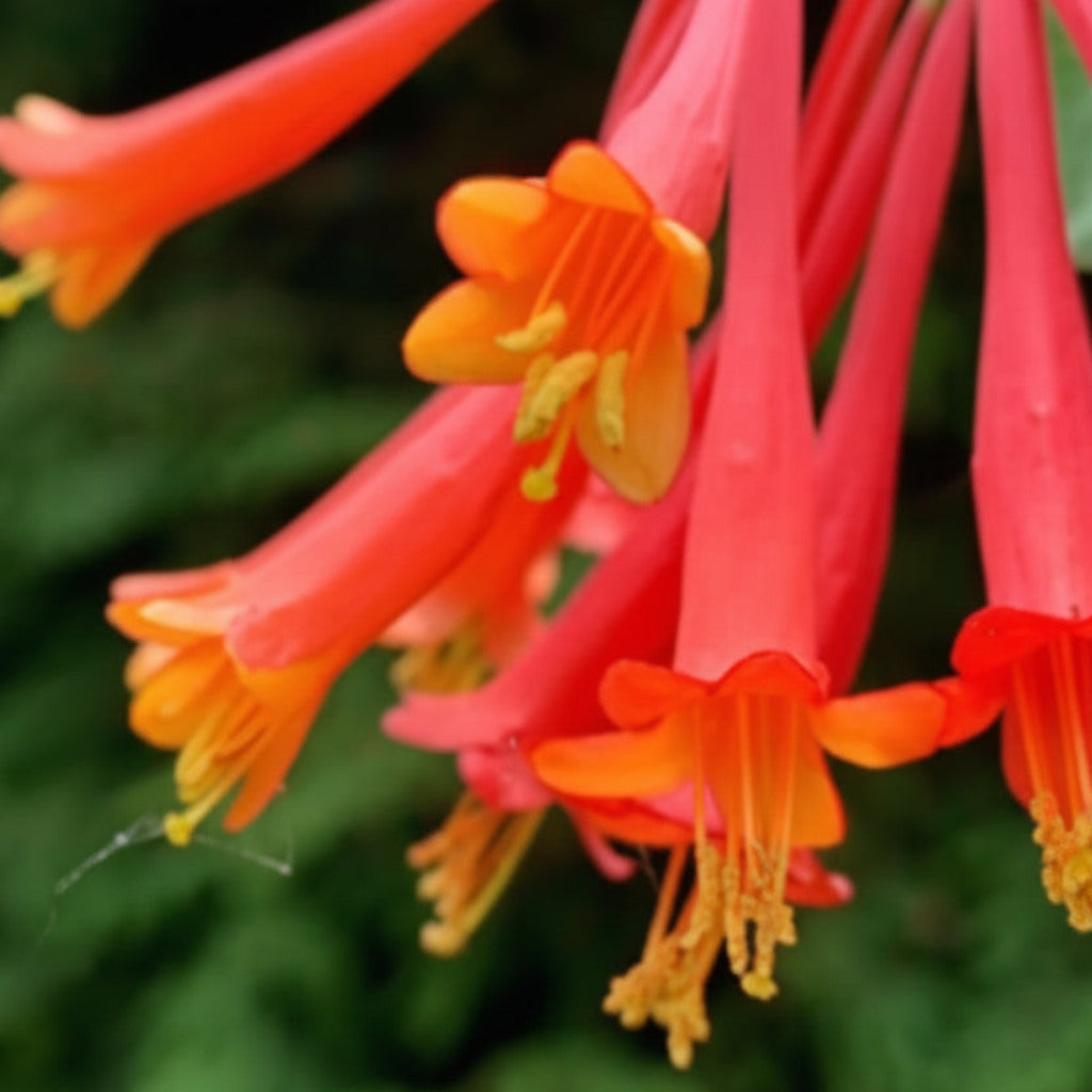 Coral Honeysuckle Live Plant – Lonicera sempervirens – Native Hummingbird Vine, Zones 4–9