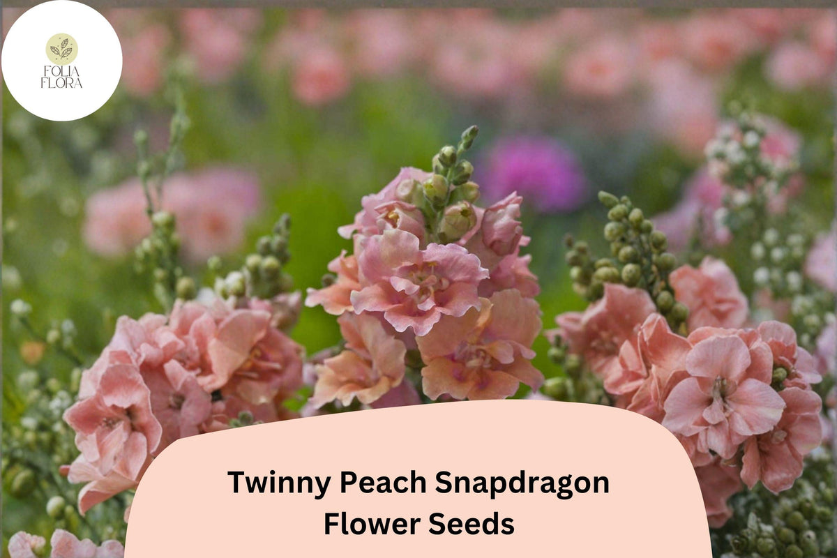 1000+ Twinny Peach Snapdragon Seeds | Antirrhinum majus | Double Peach Blooms for Gardens & Containers