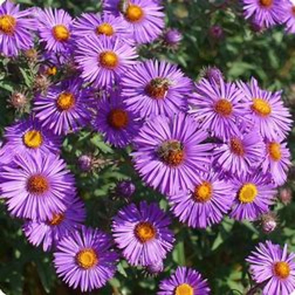 New England Aster Seeds – Symphyotrichum novae-angliae – 100 Seeds, Native Fall Pollinator