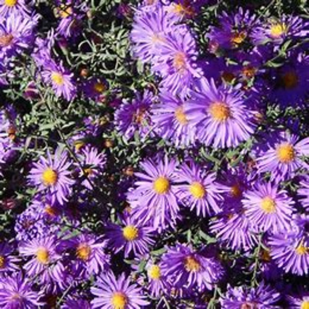 New England Aster Seeds – Symphyotrichum novae-angliae – 100 Seeds, Native Fall Pollinator