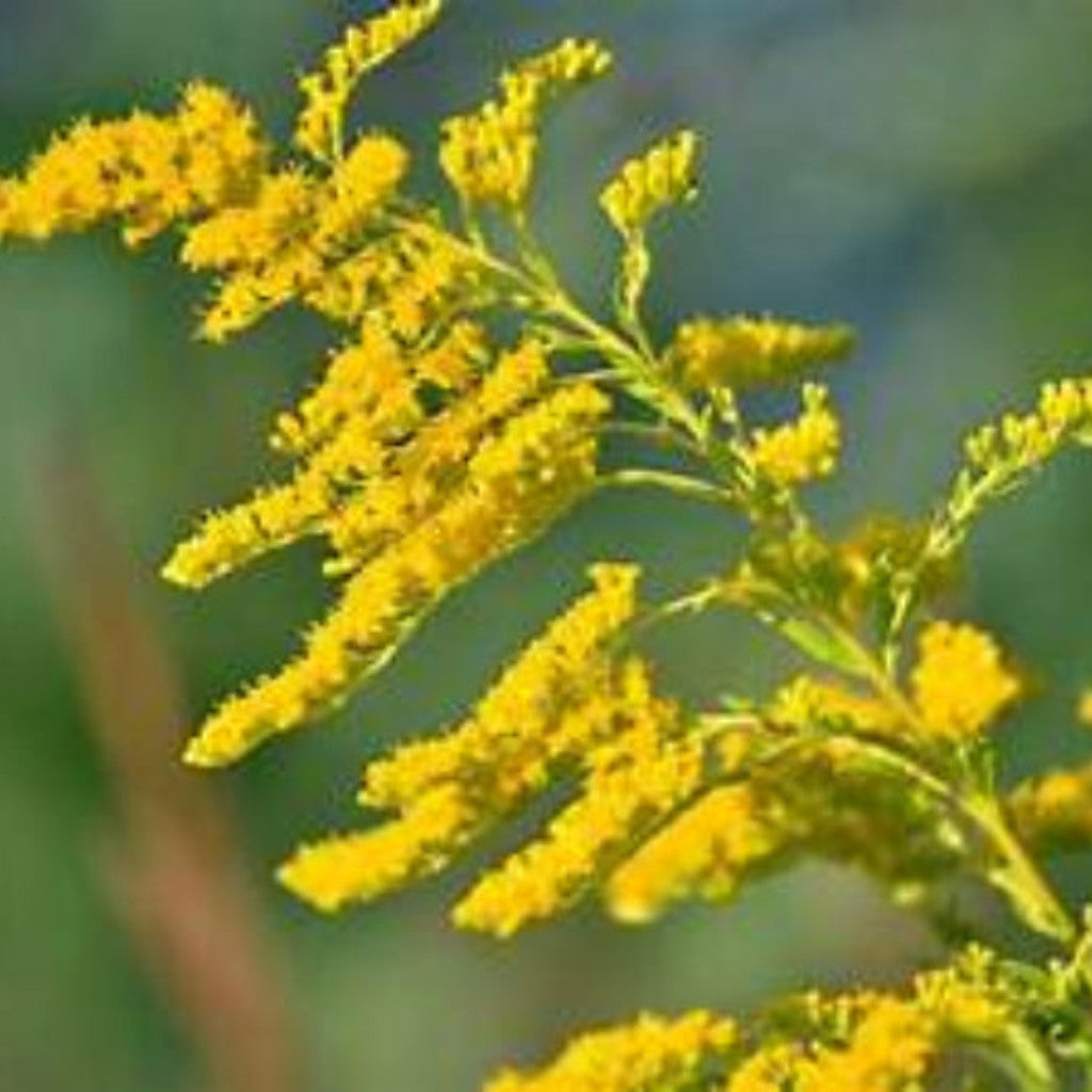 Goldenrod Seeds – Solidago altissima – Native Pollinator Perennial, Stratification Required