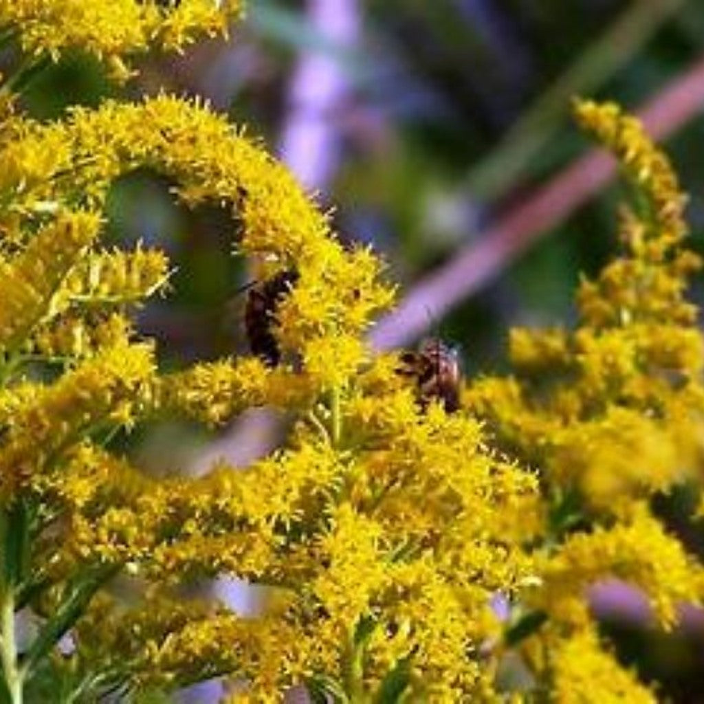 Goldenrod Seeds – Solidago altissima – Native Pollinator Perennial, Stratification Required