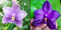 Phalaenopsis (Penang Jewel X (Yaphon Super Jaguar x Samera)) "圓藍雙梗" X Phal. Yaphon Blue Bird