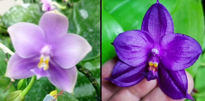 Phalaenopsis (Penang Jewel X (Yaphon Super Jaguar x Samera)) "圓藍雙梗" X Phal. Yaphon Blue Bird
