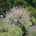 Dappled Willow Tree Bare Root 1-2 ft | Salix integra 'Hakuro Nishiki' | Tricolor Foliage | Fast Growing Ornamental Shrub