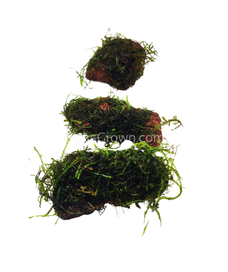 Java on a Lava! Java Moss on a Lava Rock