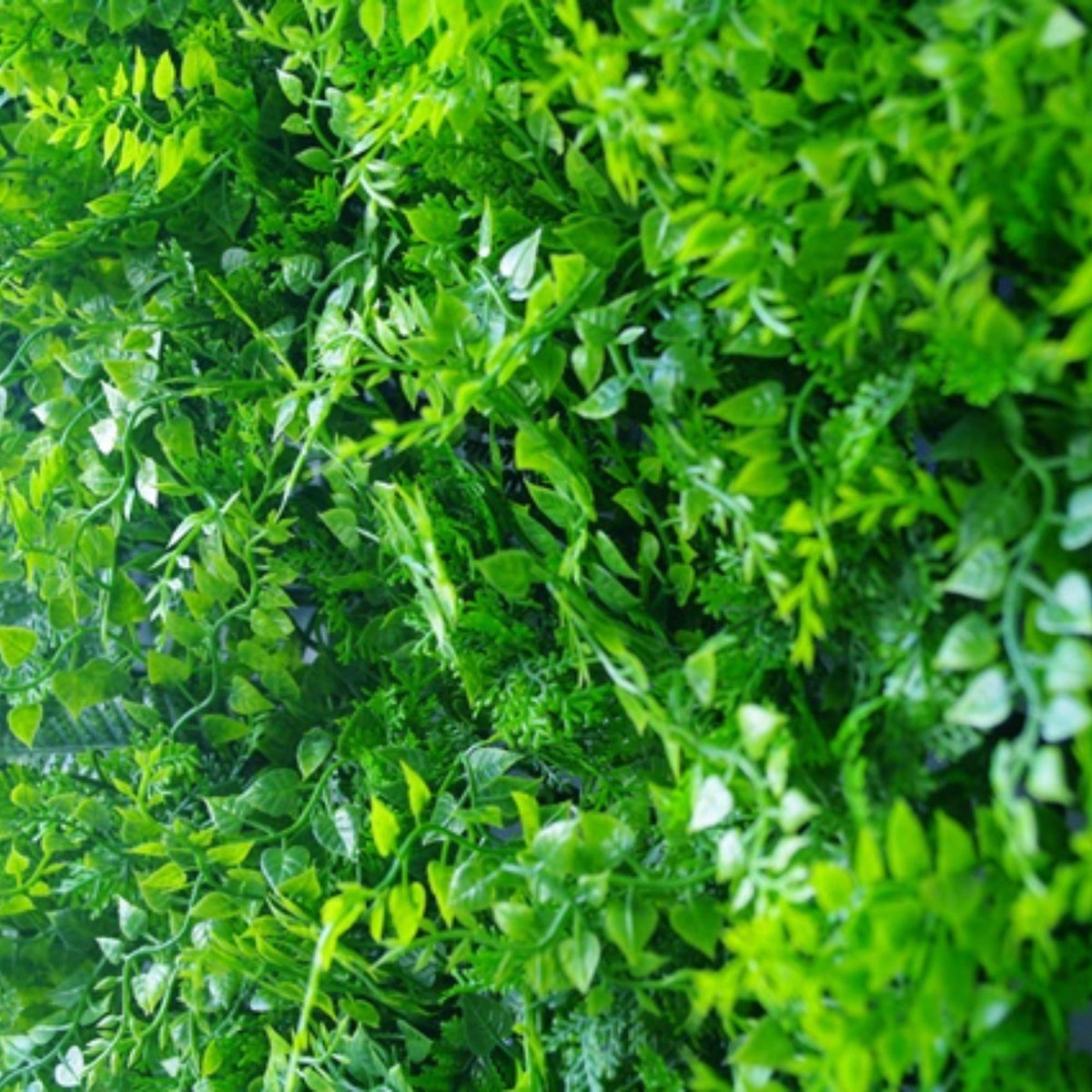 Sample Panel – Lush Fern Green Wall (Small Sample)