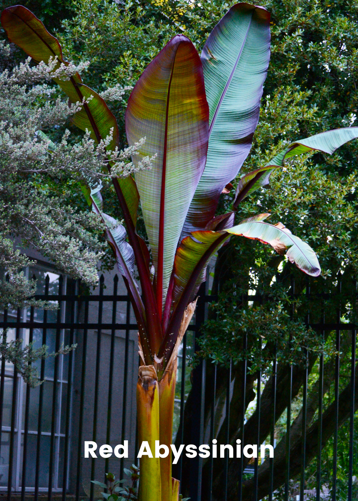 Ruby Abyssinian Banana Bundle: Siam Ruby, Blood Banana, Dwarf Cavendish & Red Abyssini ...