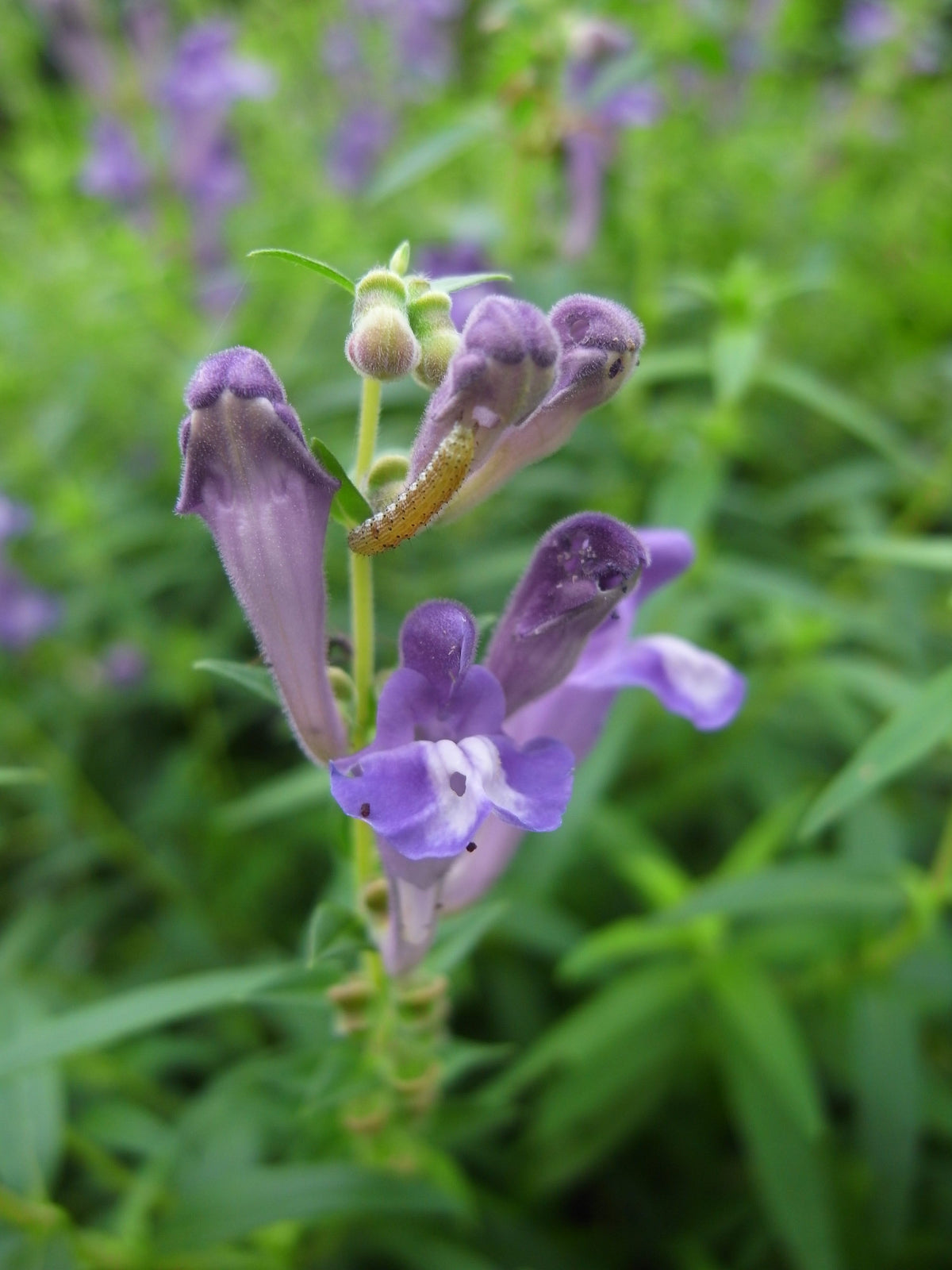 250 Scutellaria baicalensis Seeds - Baikal Scullcap Seeds