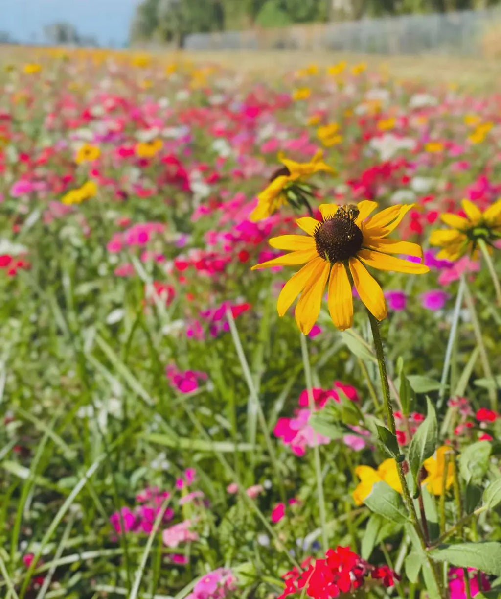 Memorial Seed Packets (25 Pack) – Wildflower or Sunflower Seeds – Funeral Favors