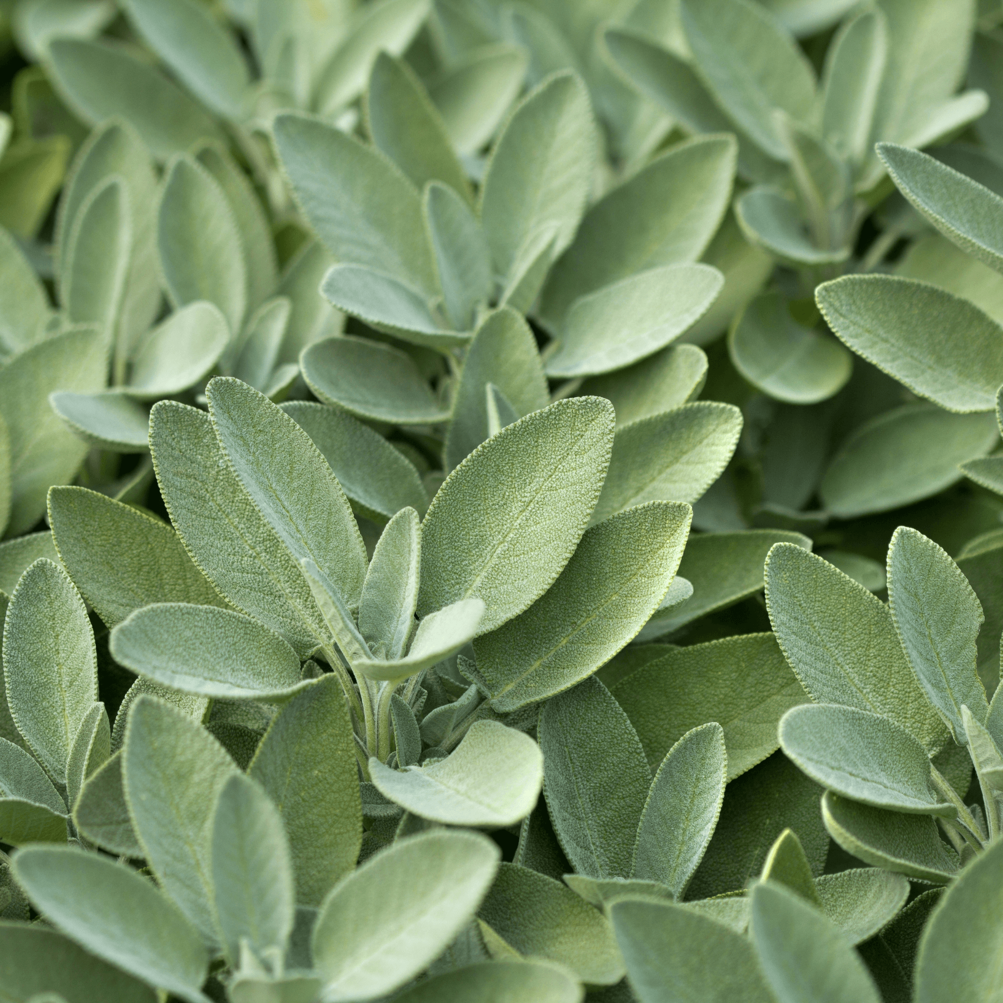 Sage Seeds