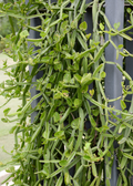 Veld Grape (Cissus quadrangularis)