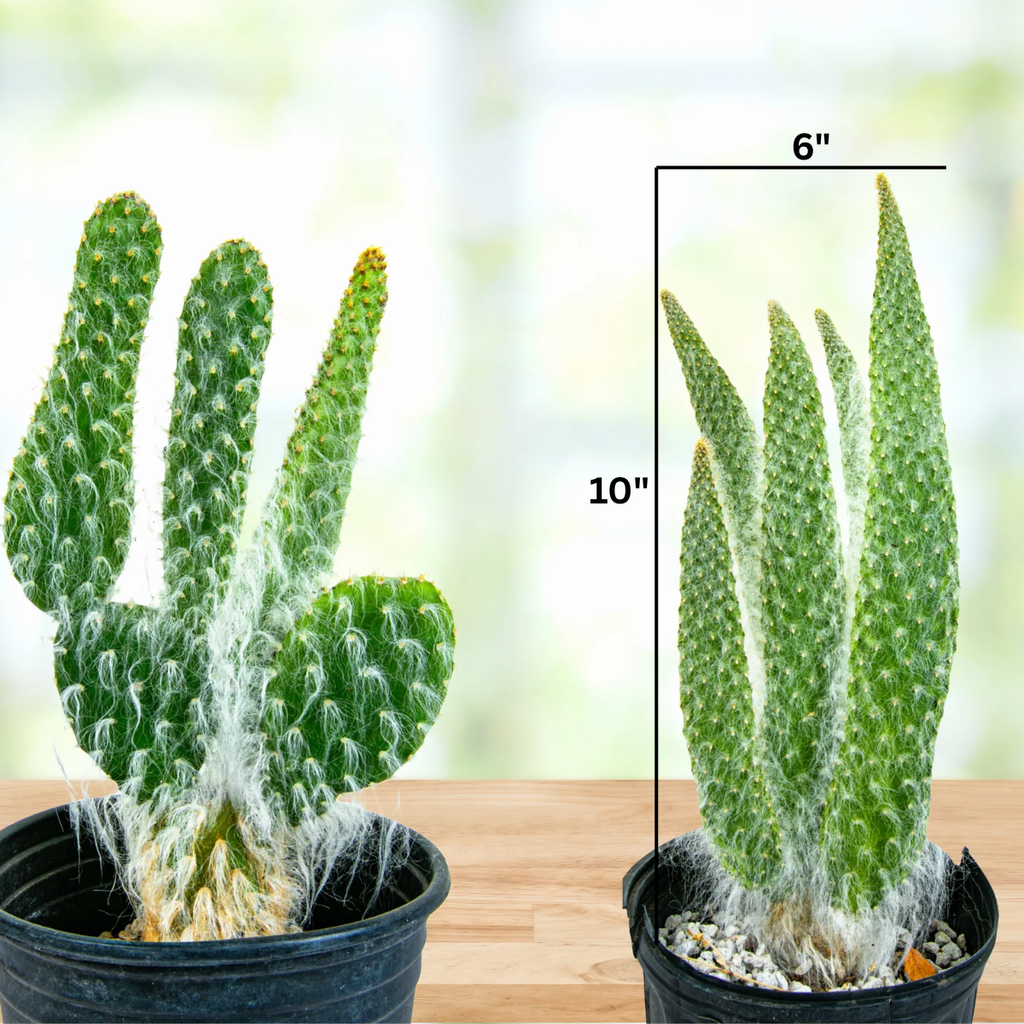 "Snow White" Prickly Pear