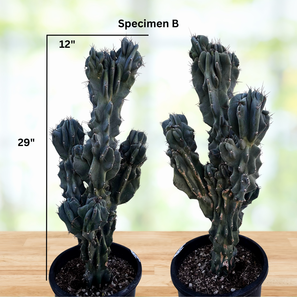 Curiosity Cactus