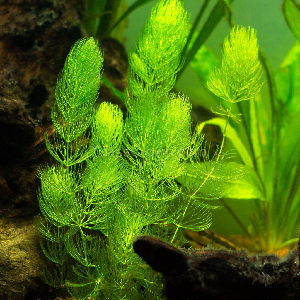 Bunch Hornwort (Ceratophyllum Demersum)
