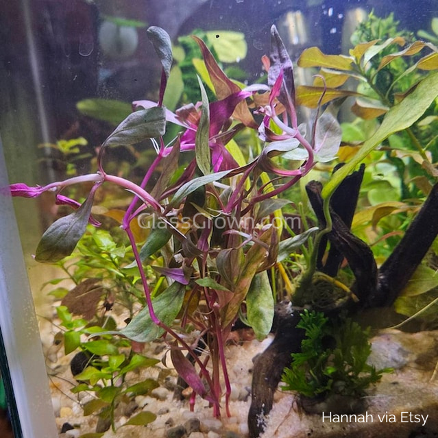 Scarlet Temple (Alternanthera Reineckii)