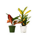 2 Croton Variety Pack - 4" Pot