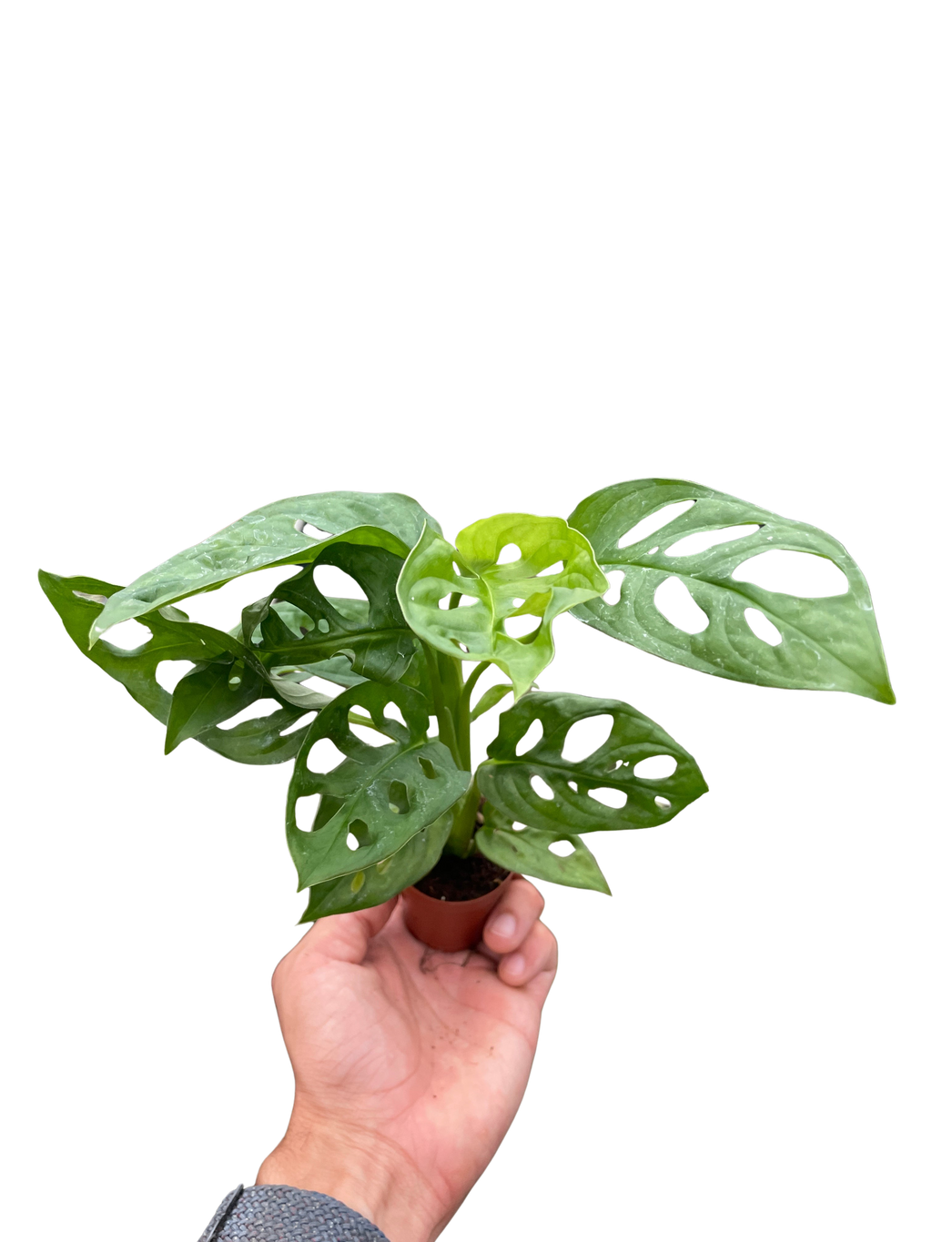 Monstera Adansonii Swiss Cheese | Easy Care Vining Plant | House Plant Shop