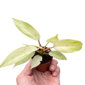 Philodendron Snowdrift