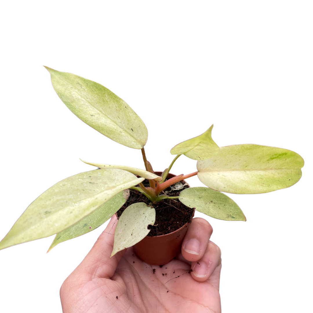 Philodendron Snowdrift