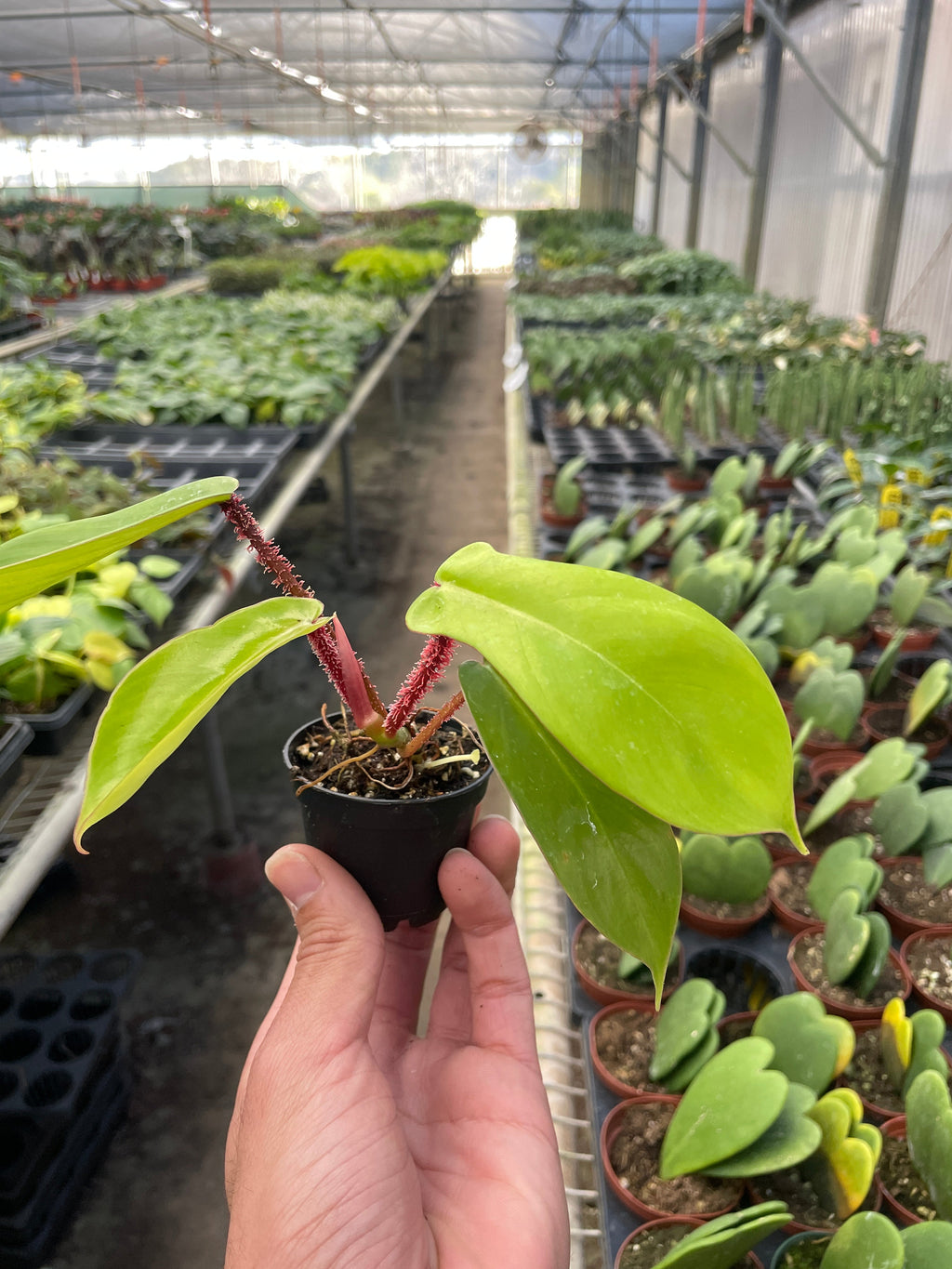 Philodendron Squamiferum 'Hairy Philo'