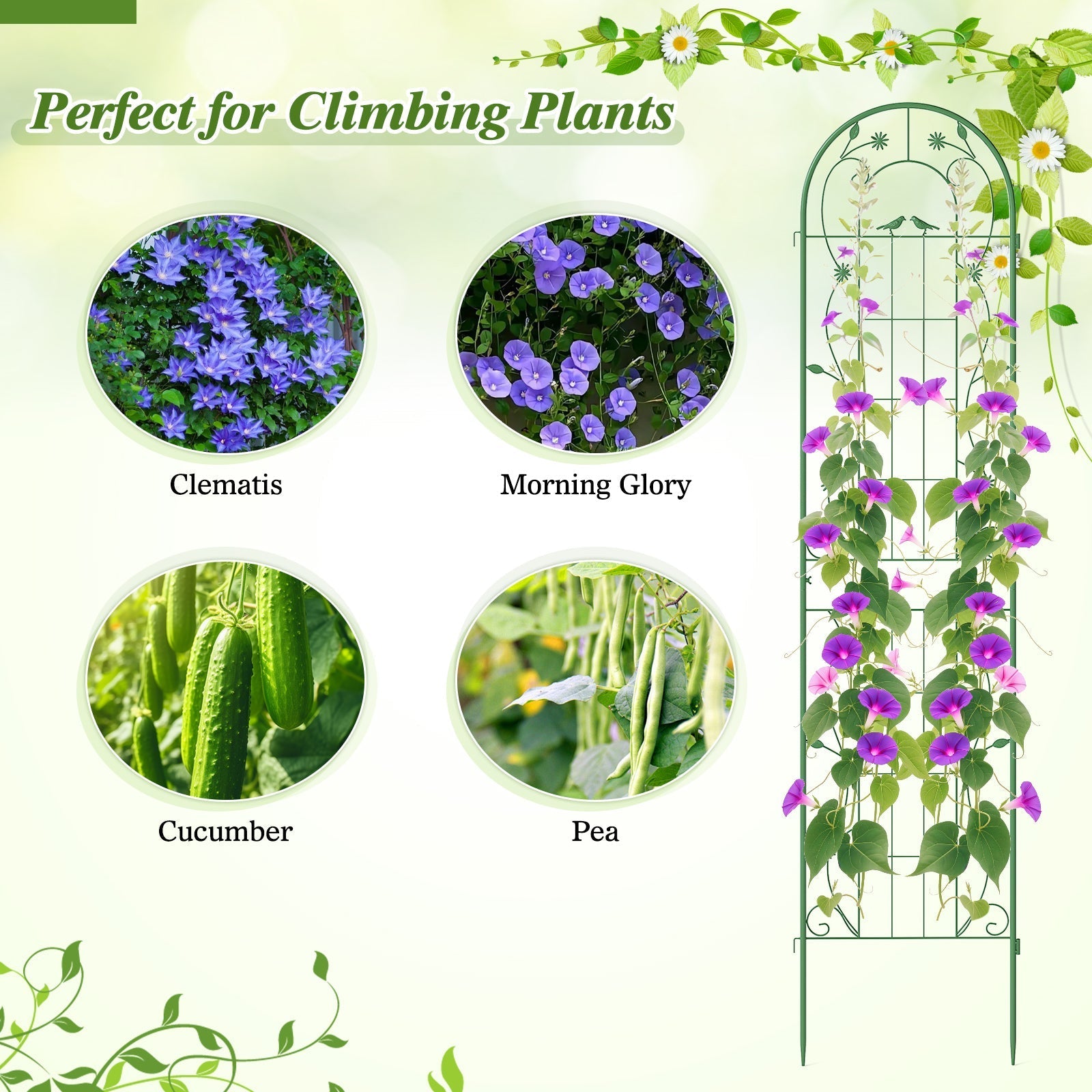 2 Pack 86.5 x 20 Inches Metal Garden Trellis for Climbing Plants