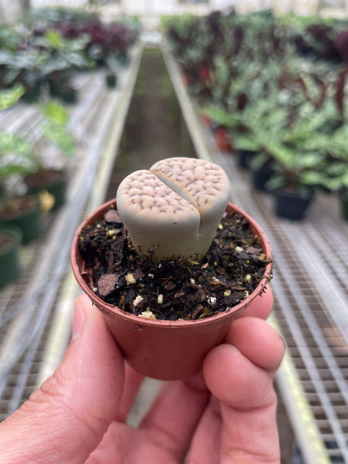 Lithops Living Stones Succulent