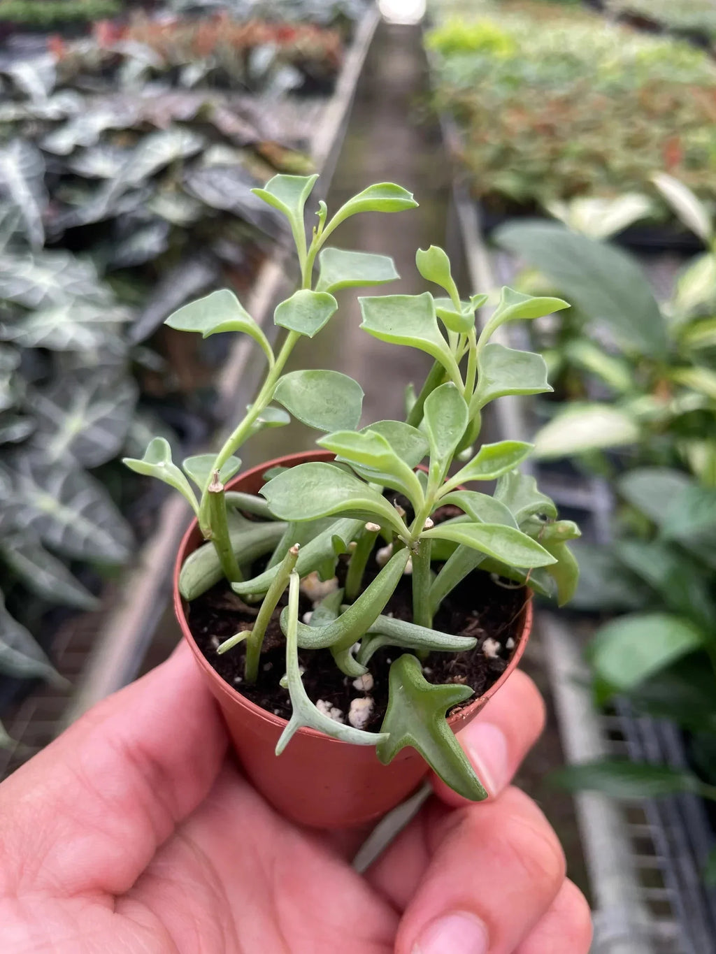 Succulent 'String of Dolphins'